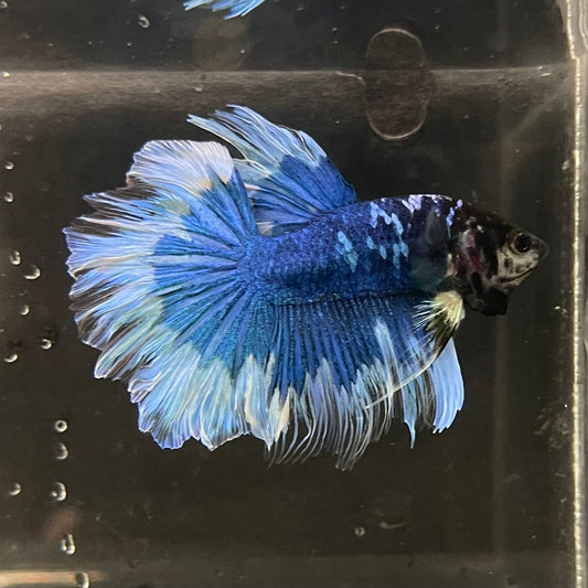 the-fish-farm Premium Male Betta Butterfly Halfmoon Premium Male Betta - One Only - 4 Buy your favourite Butterfly Halfmoon Male Betta - The Fish Farm