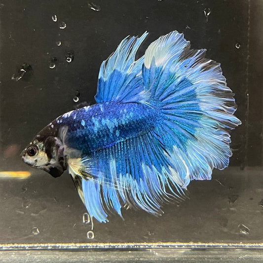 the-fish-farm Premium Male Betta Butterfly Halfmoon Premium Male Betta - One Only - 4 Buy your favourite Butterfly Halfmoon Male Betta - The Fish Farm