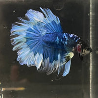 the-fish-farm Premium Male Betta Butterfly Halfmoon Premium Male Betta - One Only - 4 Buy your favourite Butterfly Halfmoon Male Betta - The Fish Farm
