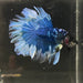 the-fish-farm Premium Male Betta Butterfly Halfmoon Premium Male Betta - One Only - 4 Buy your favourite Butterfly Halfmoon Male Betta - The Fish Farm