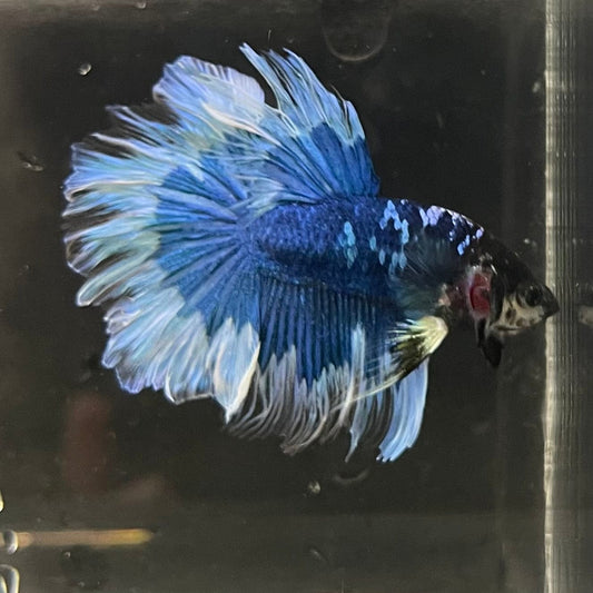 the-fish-farm Premium Male Betta Butterfly Halfmoon Premium Male Betta - One Only - 4 Buy your favourite Butterfly Halfmoon Male Betta - The Fish Farm