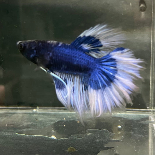 the-fish-farm Premium Male Betta Butterfly Halfmoon Premium Male Betta - One Only - 5 Buy your favourite Butterfly Halfmoon Male Betta - The Fish Farm