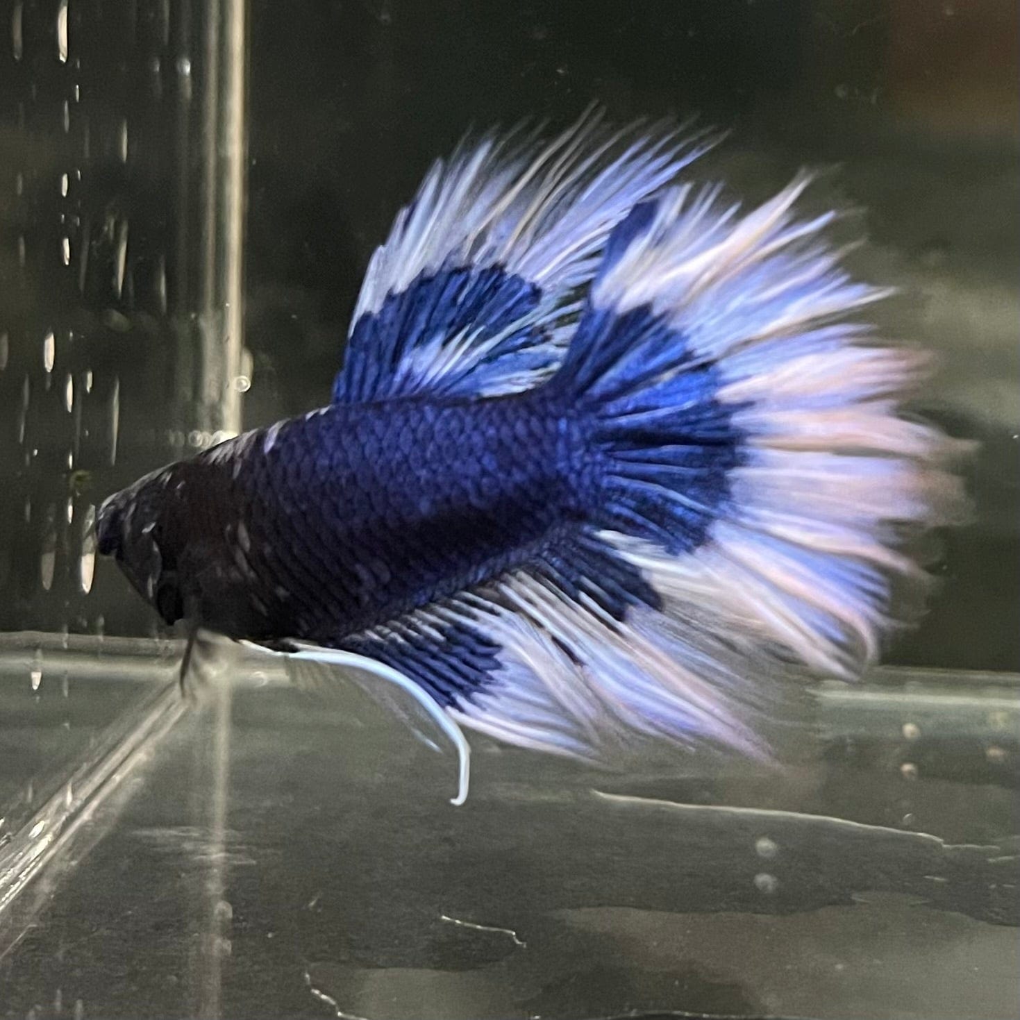the-fish-farm Premium Male Betta Butterfly Halfmoon Premium Male Betta - One Only - 5 Buy your favourite Butterfly Halfmoon Male Betta - The Fish Farm