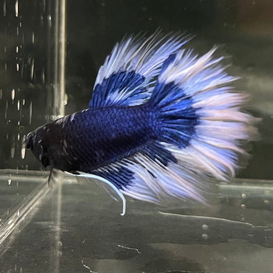 the-fish-farm Premium Male Betta Butterfly Halfmoon Premium Male Betta - One Only - 5 Buy your favourite Butterfly Halfmoon Male Betta - The Fish Farm