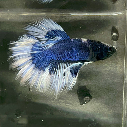 the-fish-farm Premium Male Betta Butterfly Halfmoon Premium Male Betta - One Only - 5 Buy your favourite Butterfly Halfmoon Male Betta - The Fish Farm
