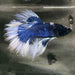 the-fish-farm Premium Male Betta Butterfly Halfmoon Premium Male Betta - One Only - 5 Buy your favourite Butterfly Halfmoon Male Betta - The Fish Farm