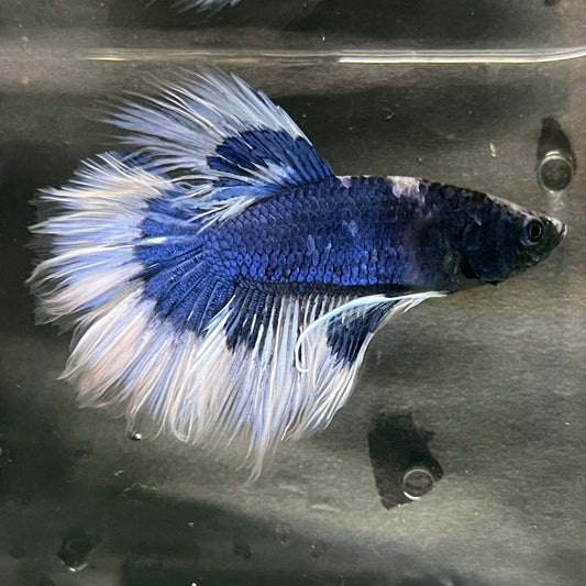 the-fish-farm Premium Male Betta Butterfly Halfmoon Premium Male Betta - One Only - 5 Buy your favourite Butterfly Halfmoon Male Betta - The Fish Farm