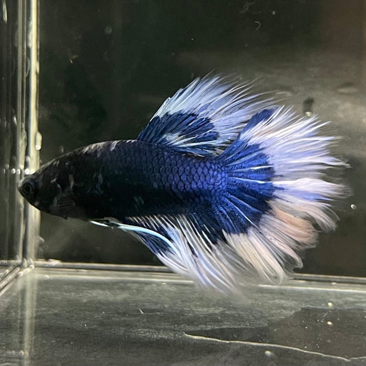 the-fish-farm Premium Male Betta Butterfly Halfmoon Premium Male Betta - One Only - 5 Buy your favourite Butterfly Halfmoon Male Betta - The Fish Farm