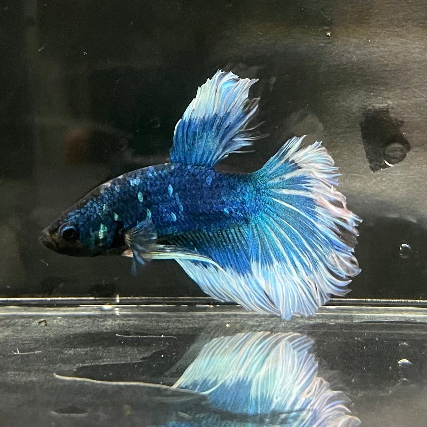 the-fish-farm Premium Male Betta Butterfly Halfmoon Premium Male Betta - One Only - 6 Buy your favourite Butterfly Halfmoon Male Betta - The Fish Farm
