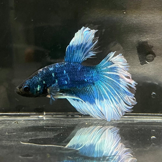 the-fish-farm Premium Male Betta Butterfly Halfmoon Premium Male Betta - One Only - 6 Buy your favourite Butterfly Halfmoon Male Betta - The Fish Farm