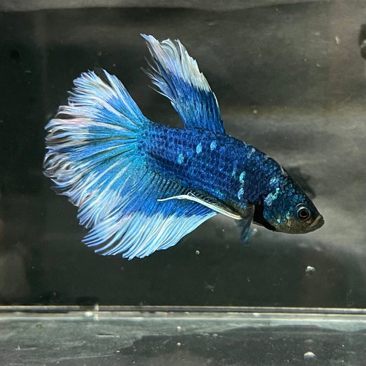 the-fish-farm Premium Male Betta Butterfly Halfmoon Premium Male Betta - One Only - 6 Buy your favourite Butterfly Halfmoon Male Betta - The Fish Farm