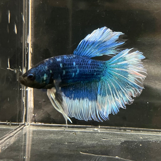 the-fish-farm Premium Male Betta Butterfly Halfmoon Premium Male Betta - One Only - 6 Buy your favourite Butterfly Halfmoon Male Betta - The Fish Farm