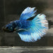 the-fish-farm Premium Male Betta Butterfly Halfmoon Premium Male Betta - One Only - 6 Buy your favourite Butterfly Halfmoon Male Betta - The Fish Farm