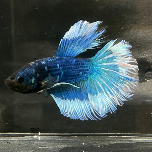 the-fish-farm Premium Male Betta Butterfly Halfmoon Premium Male Betta - One Only - 6 Buy your favourite Butterfly Halfmoon Male Betta - The Fish Farm