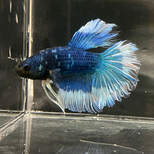 the-fish-farm Premium Male Betta Butterfly Halfmoon Premium Male Betta - One Only - 6 Buy your favourite Butterfly Halfmoon Male Betta - The Fish Farm