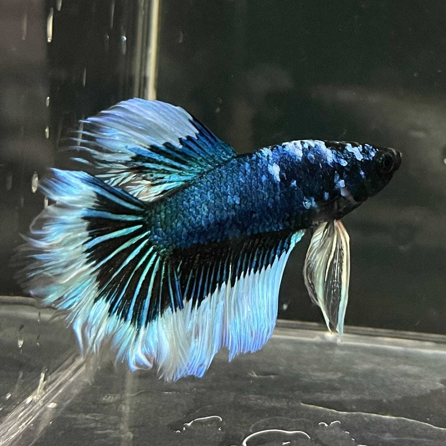 the-fish-farm Premium Male Betta Butterfly Halfmoon Premium Male Betta - One Only - 7 Buy your favourite Butterfly Halfmoon Male Betta - The Fish Farm