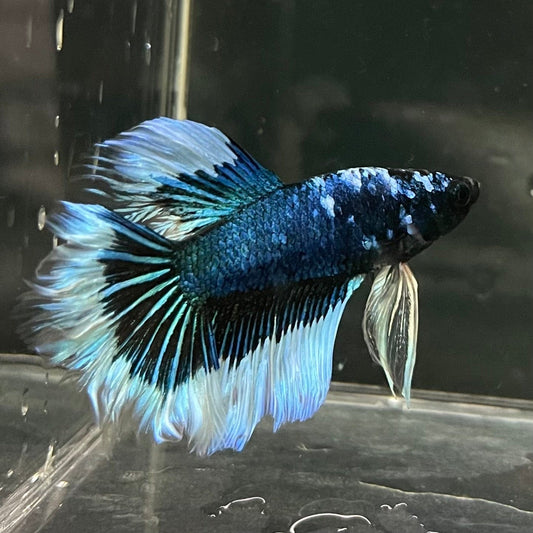 the-fish-farm Premium Male Betta Butterfly Halfmoon Premium Male Betta - One Only - 7 Buy your favourite Butterfly Halfmoon Male Betta - The Fish Farm