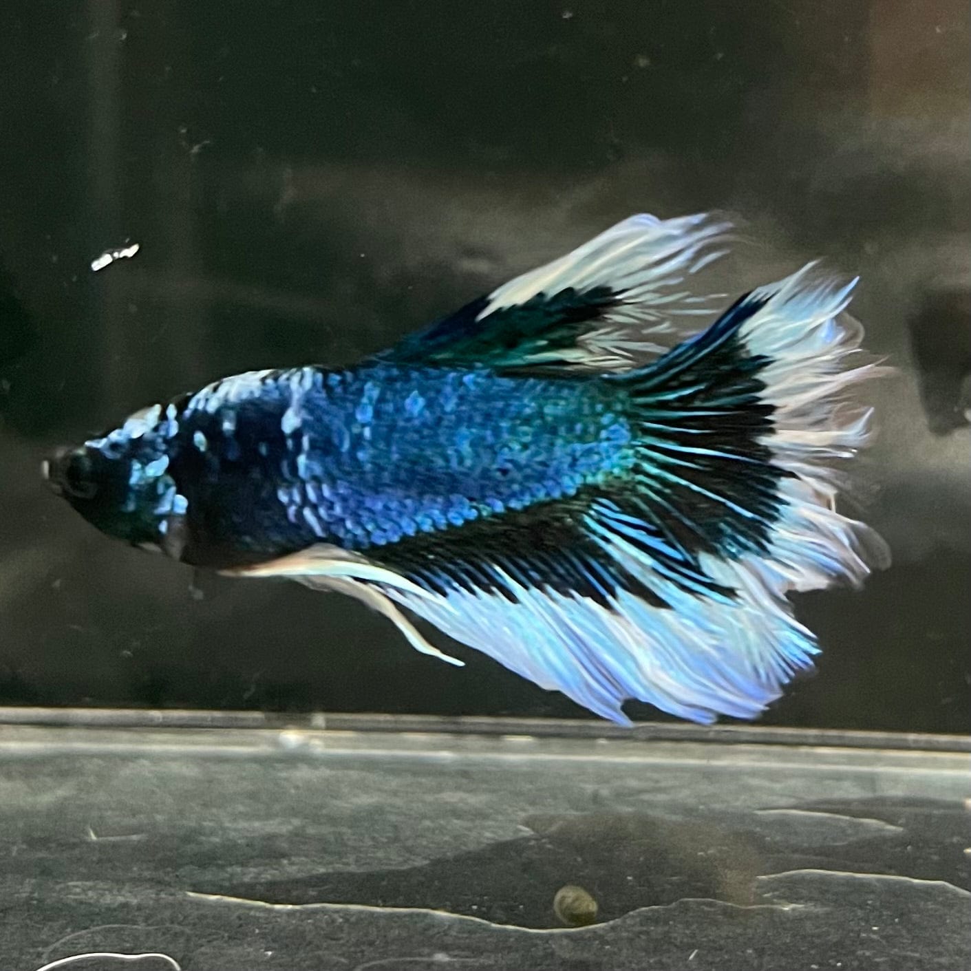 the-fish-farm Premium Male Betta Butterfly Halfmoon Premium Male Betta - One Only - 7 Buy your favourite Butterfly Halfmoon Male Betta - The Fish Farm