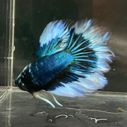the-fish-farm Premium Male Betta Butterfly Halfmoon Premium Male Betta - One Only - 7 Buy your favourite Butterfly Halfmoon Male Betta - The Fish Farm