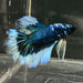 the-fish-farm Premium Male Betta Butterfly Halfmoon Premium Male Betta - One Only - 7 Buy your favourite Butterfly Halfmoon Male Betta - The Fish Farm