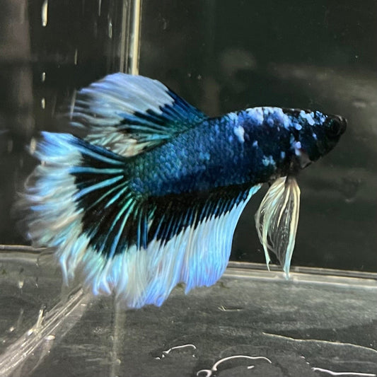 the-fish-farm Premium Male Betta Butterfly Halfmoon Premium Male Betta - One Only - 7 Buy your favourite Butterfly Halfmoon Male Betta - The Fish Farm