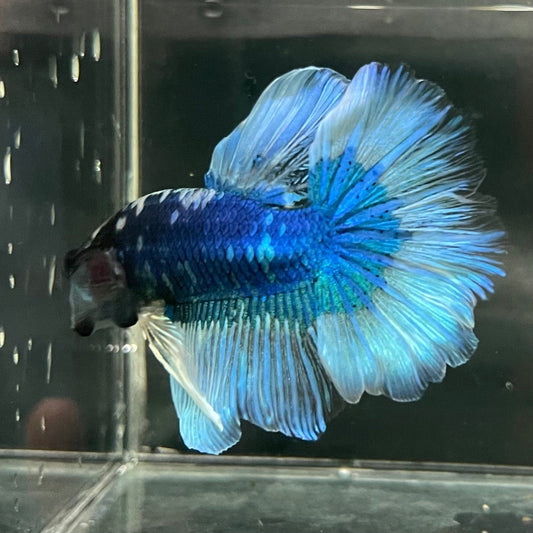 the-fish-farm Premium Male Betta Butterfly Halfmoon Premium Male Betta - One Only - 8 Buy your favourite Butterfly Halfmoon Male Betta - The Fish Farm