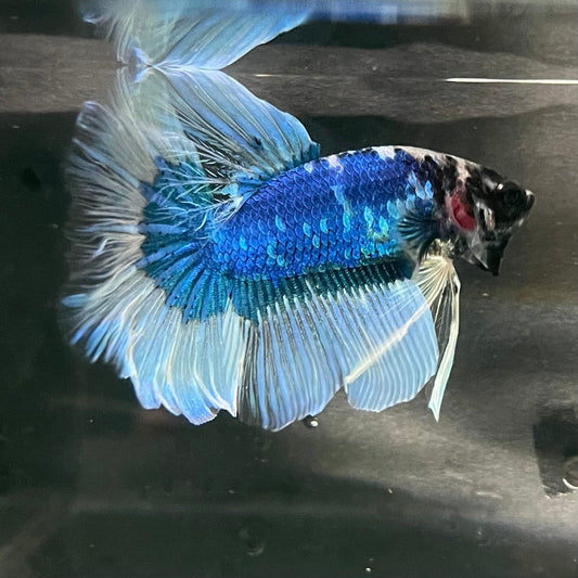 the-fish-farm Premium Male Betta Butterfly Halfmoon Premium Male Betta - One Only - 8 Buy your favourite Butterfly Halfmoon Male Betta - The Fish Farm