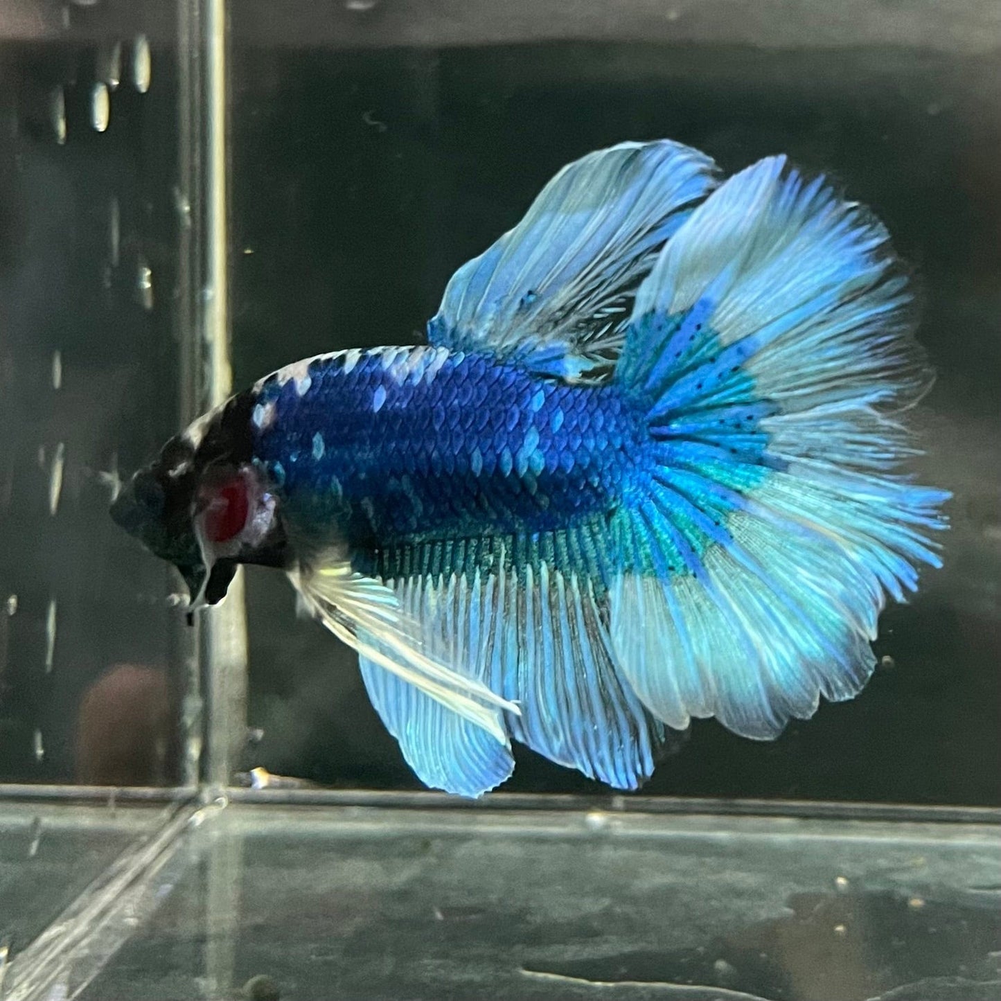the-fish-farm Premium Male Betta Butterfly Halfmoon Premium Male Betta - One Only - 8 Buy your favourite Butterfly Halfmoon Male Betta - The Fish Farm