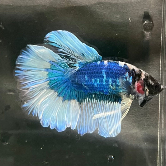 the-fish-farm Premium Male Betta Butterfly Halfmoon Premium Male Betta - One Only - 8 Buy your favourite Butterfly Halfmoon Male Betta - The Fish Farm