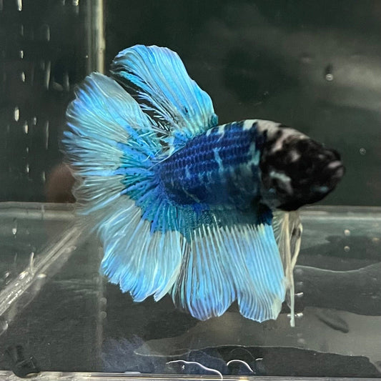 the-fish-farm Premium Male Betta Butterfly Halfmoon Premium Male Betta - One Only - 8 Buy your favourite Butterfly Halfmoon Male Betta - The Fish Farm