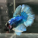 the-fish-farm Premium Male Betta Butterfly Halfmoon Premium Male Betta - One Only - 8 Buy your favourite Butterfly Halfmoon Male Betta - The Fish Farm