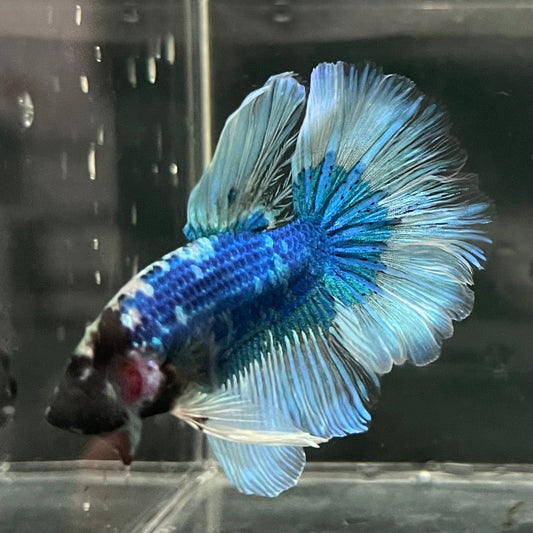 the-fish-farm Premium Male Betta Butterfly Halfmoon Premium Male Betta - One Only - 8 Buy your favourite Butterfly Halfmoon Male Betta - The Fish Farm