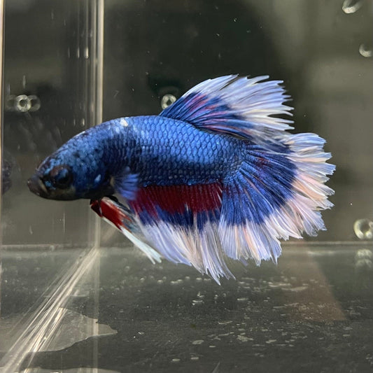 the-fish-farm Premium Male Betta Butterfly Halfmoon Premium Male Betta - One Only - 9 Buy your favourite Butterfly Halfmoon Male Betta - The Fish Farm