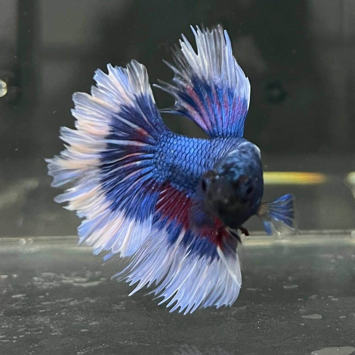 the-fish-farm Premium Male Betta Butterfly Halfmoon Premium Male Betta - One Only - 9 Buy your favourite Butterfly Halfmoon Male Betta - The Fish Farm