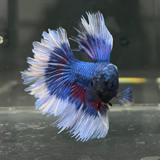 the-fish-farm Premium Male Betta Butterfly Halfmoon Premium Male Betta - One Only - 9 Buy your favourite Butterfly Halfmoon Male Betta - The Fish Farm