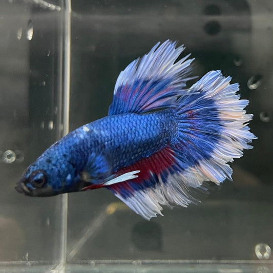 the-fish-farm Premium Male Betta Butterfly Halfmoon Premium Male Betta - One Only - 9 Buy your favourite Butterfly Halfmoon Male Betta - The Fish Farm