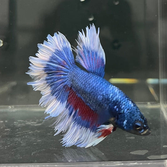 the-fish-farm Premium Male Betta Butterfly Halfmoon Premium Male Betta - One Only - 9 Buy your favourite Butterfly Halfmoon Male Betta - The Fish Farm