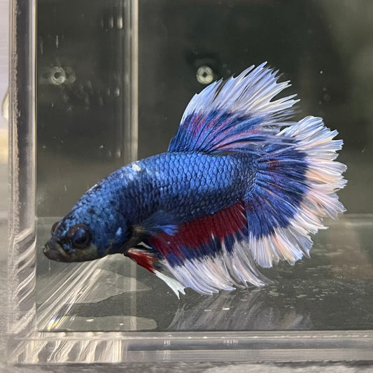 the-fish-farm Premium Male Betta Butterfly Halfmoon Premium Male Betta - One Only - 9 Buy your favourite Butterfly Halfmoon Male Betta - The Fish Farm
