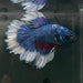 the-fish-farm Premium Male Betta Butterfly Halfmoon Premium Male Betta - One Only - 9 Buy your favourite Butterfly Halfmoon Male Betta - The Fish Farm