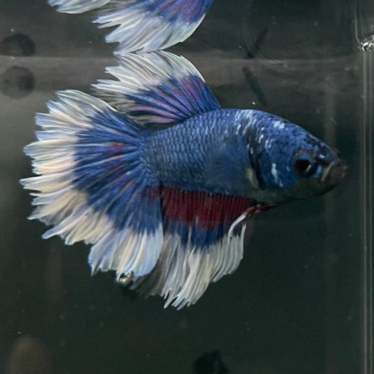 the-fish-farm Premium Male Betta Butterfly Halfmoon Premium Male Betta - One Only - 9 Buy your favourite Butterfly Halfmoon Male Betta - The Fish Farm