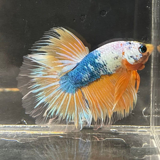 the-fish-farm Premium Male Betta Fancy Halfmoon Premium Male Betta - One Only - 1 Choose your new Premuium Fancy Halfmoon Male Betta - The Fish Farm