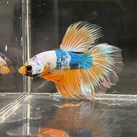 the-fish-farm Premium Male Betta Fancy Halfmoon Premium Male Betta - One Only - 1 Choose your new Premuium Fancy Halfmoon Male Betta - The Fish Farm