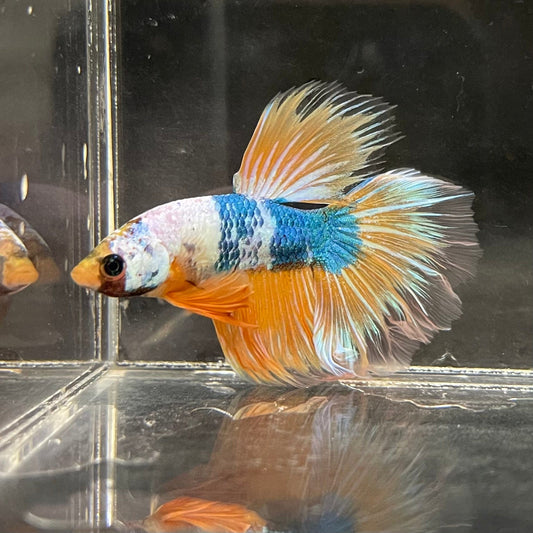 the-fish-farm Premium Male Betta Fancy Halfmoon Premium Male Betta - One Only - 1 Choose your new Premuium Fancy Halfmoon Male Betta - The Fish Farm