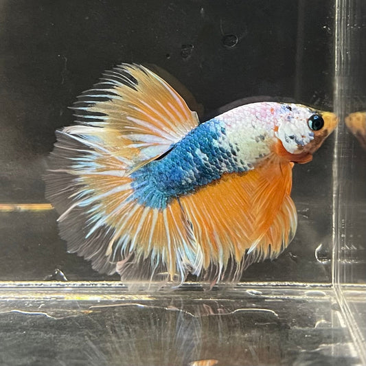 the-fish-farm Premium Male Betta Fancy Halfmoon Premium Male Betta - One Only - 1 Choose your new Premuium Fancy Halfmoon Male Betta - The Fish Farm