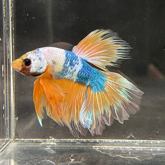 the-fish-farm Premium Male Betta Fancy Halfmoon Premium Male Betta - One Only - 1 Choose your new Premuium Fancy Halfmoon Male Betta - The Fish Farm