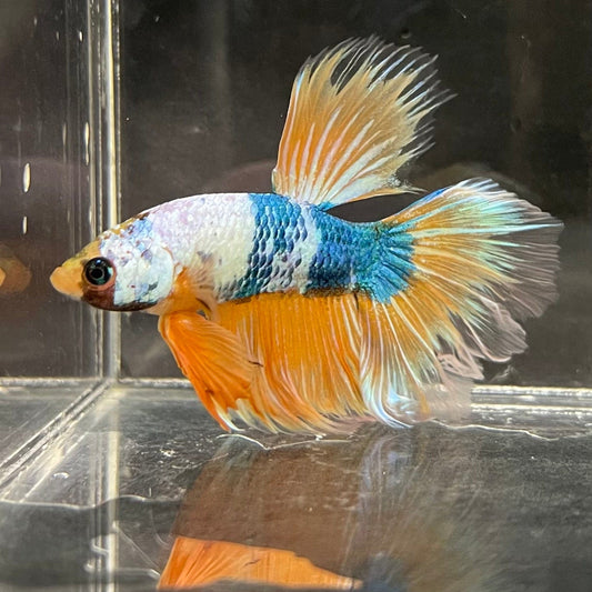the-fish-farm Premium Male Betta Fancy Halfmoon Premium Male Betta - One Only - 1 Choose your new Premuium Fancy Halfmoon Male Betta - The Fish Farm