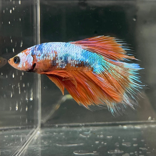 the-fish-farm Premium Male Betta Fancy Halfmoon Premium Male Betta - One Only - 10 Choose your new Premuium Fancy Halfmoon Male Betta - The Fish Farm