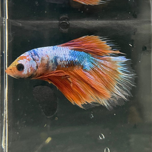 the-fish-farm Premium Male Betta Fancy Halfmoon Premium Male Betta - One Only - 10 Choose your new Premuium Fancy Halfmoon Male Betta - The Fish Farm
