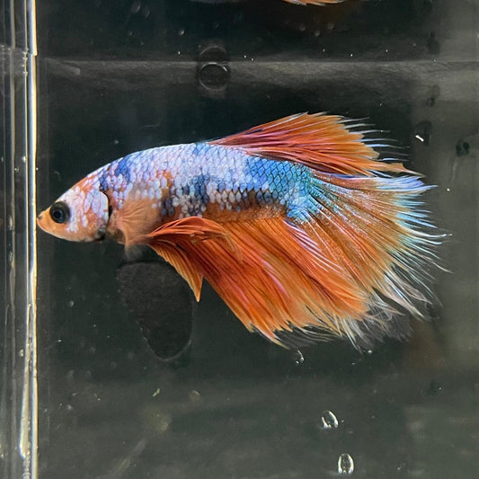 the-fish-farm Premium Male Betta Fancy Halfmoon Premium Male Betta - One Only - 10 Choose your new Premuium Fancy Halfmoon Male Betta - The Fish Farm