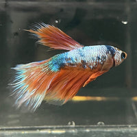 the-fish-farm Premium Male Betta Fancy Halfmoon Premium Male Betta - One Only - 10 Choose your new Premuium Fancy Halfmoon Male Betta - The Fish Farm